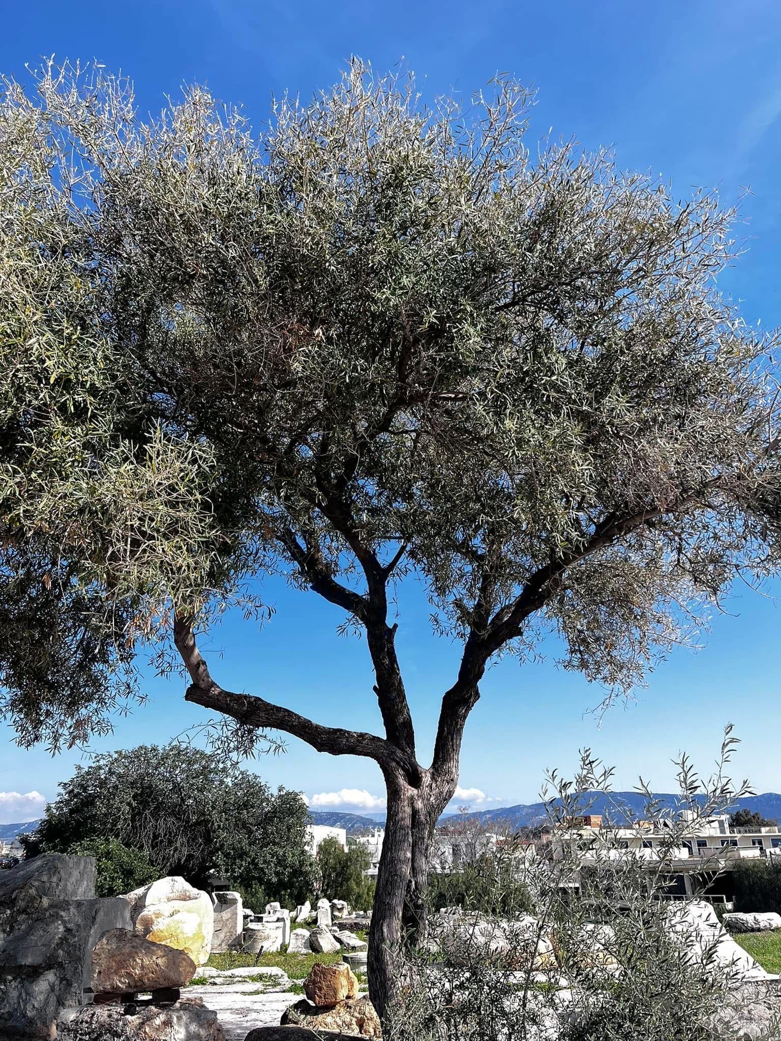 Photo d'un arbre
